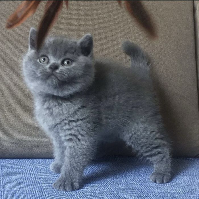 Щасливі   лапки