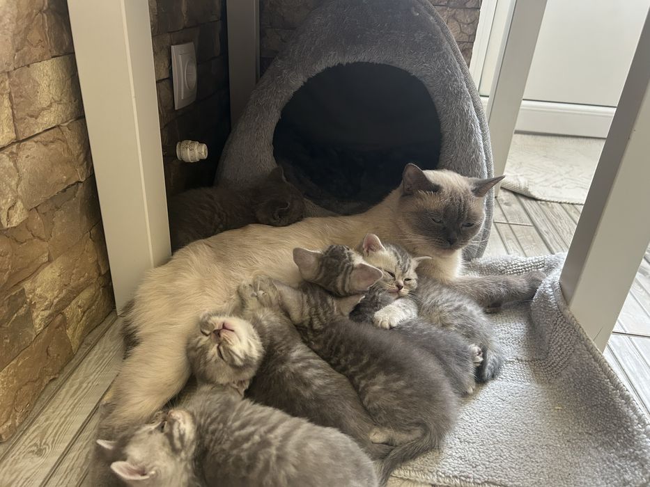 Кошенята шотландці