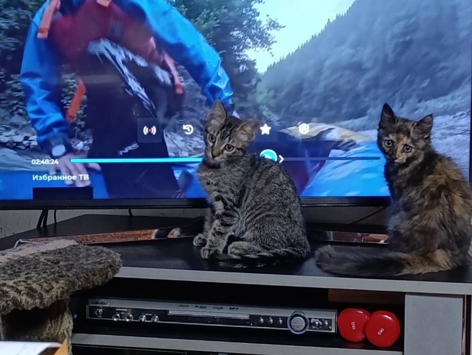 Котята у хороші ручки