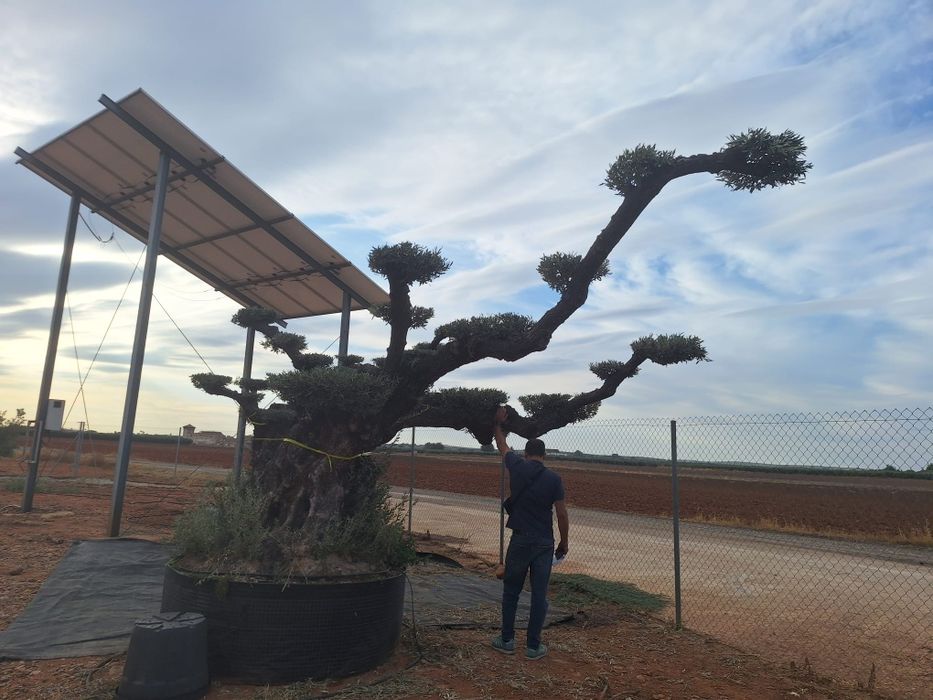 Oliveiras bonsai milenares em pratos XXXLLL