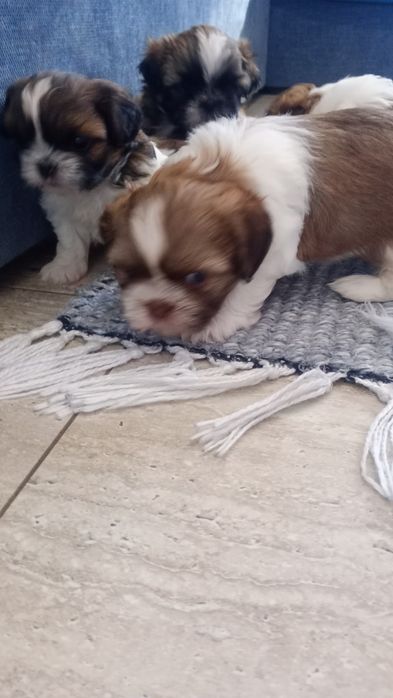 Shih TZU maluszek