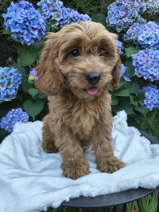 Cavapoo f1 piesek