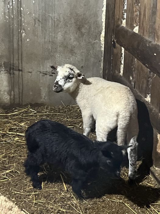 Vendo ovelhas e carneiro