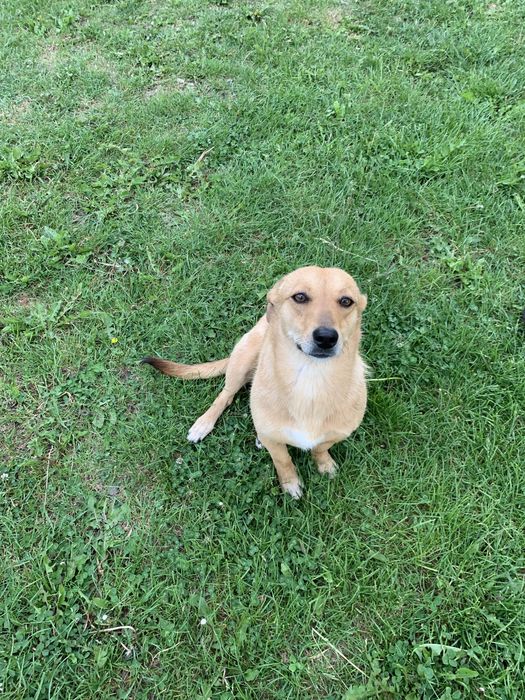 Віддам песиків даром