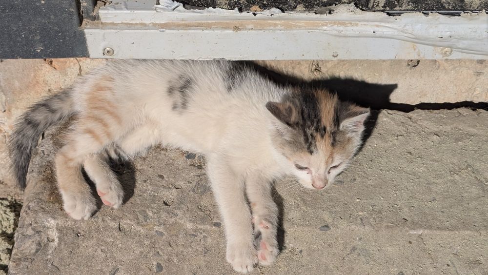 Віддам кицинят 2 місяці,  в добрі руки