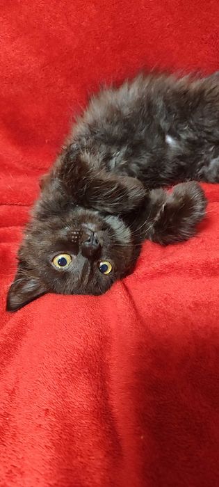 Котики 3 місяці