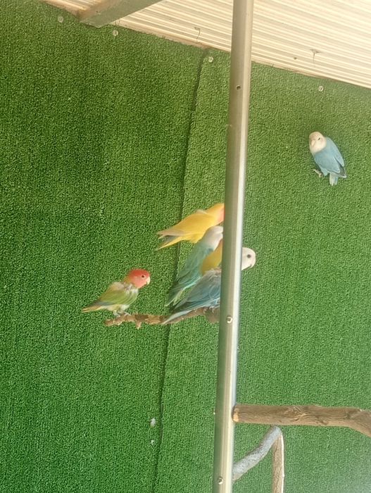 Vendo casal agapórnis mais 3 agapórnis