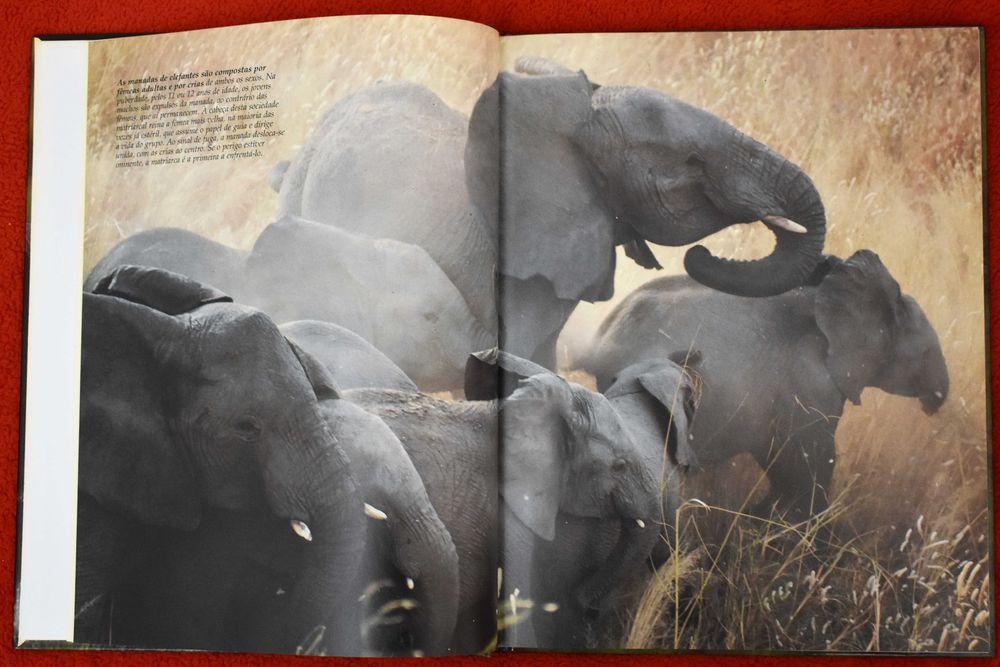 Vida Selvagem - Animais das Savana