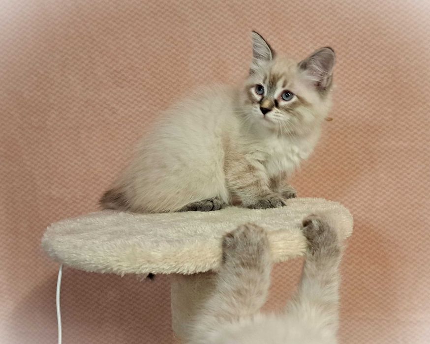 Koteczka Syberyjska Neva Masquerade – Greta, brązowa obróżka PZF