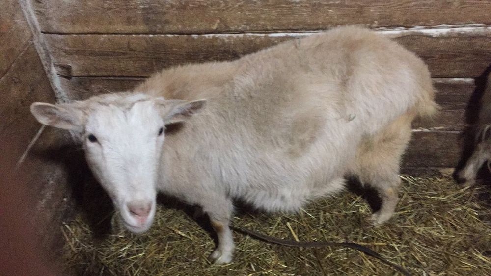 Продаються молоді кози