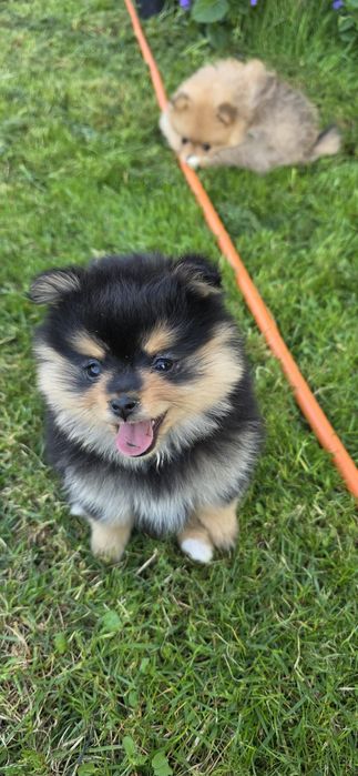 Шпіцульки шукають най най маму