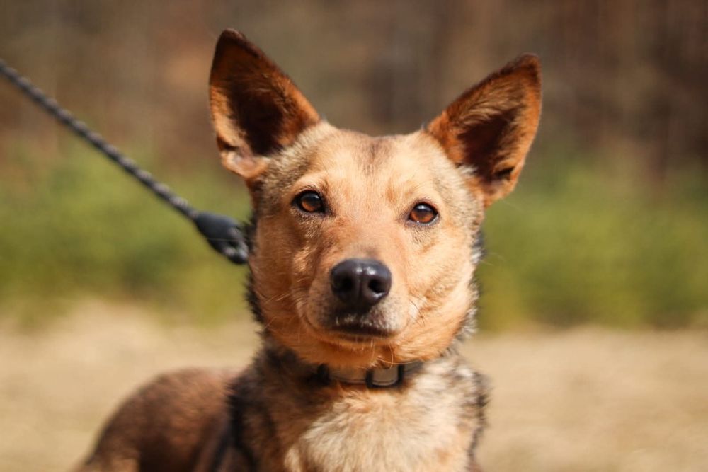 Młody, nieśmiały piesek szuka domu  / do adopcji