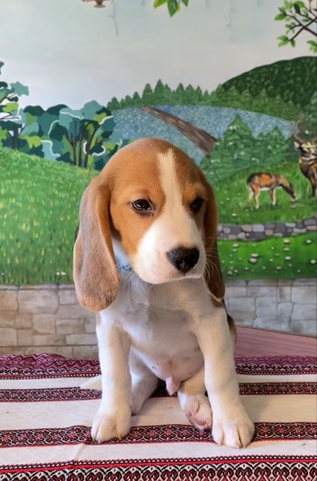 Хлопчик породи бігль з документами КСУ