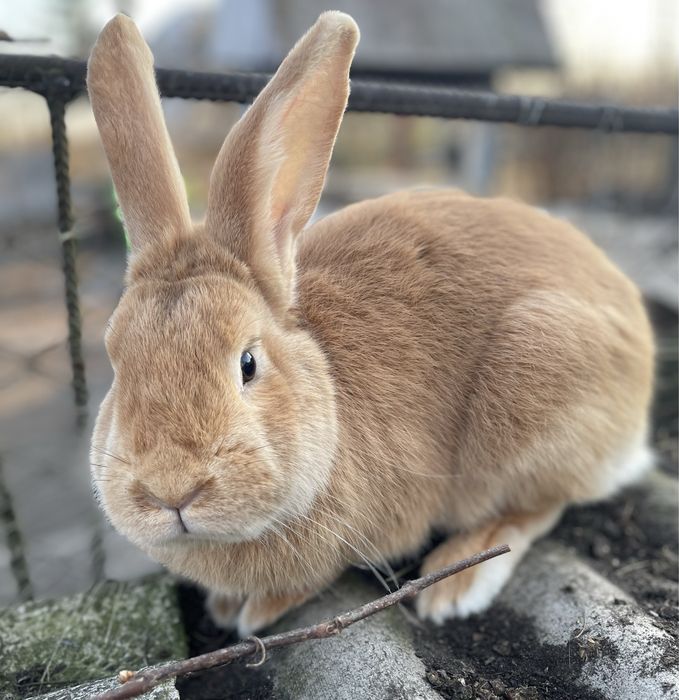 Кролики (самці і самички )