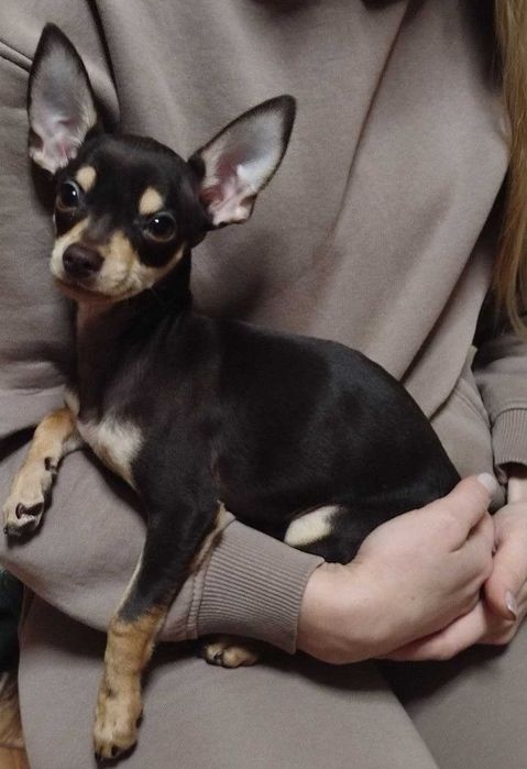 Продам цуценя той-тер'єр