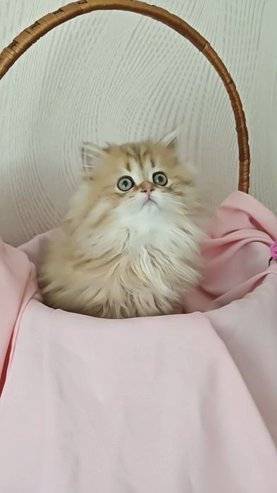 Шикарний хлопчик золота шиншила