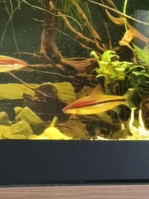 Brzanka denisona