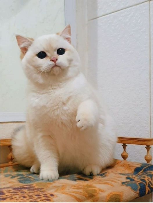 Британскі котенята