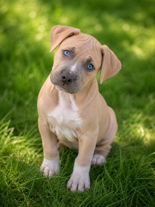 Mega rodzinna i oddana suczka Amstaff!