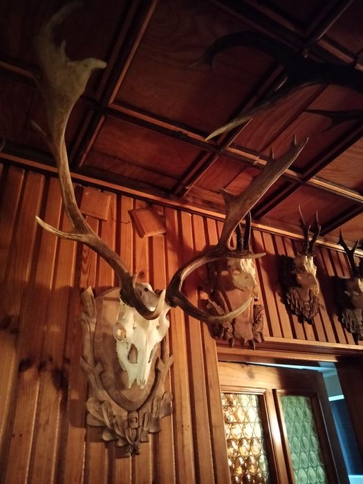 Poroża  i deski myśliwskie i inne