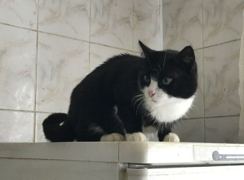 Отдам даром в добрые руки черно-белую кошечку