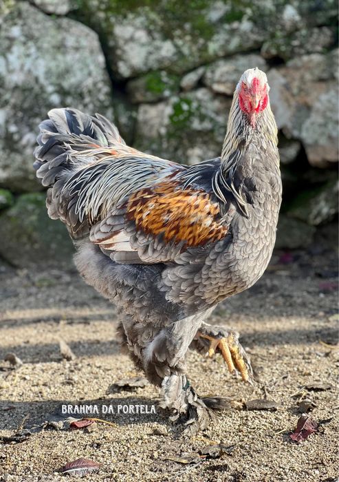 OVOS - BRAHMA ISABELLA / BRAHMA AZUL / BRAHMA PERDIZ / BRAHMA BSO