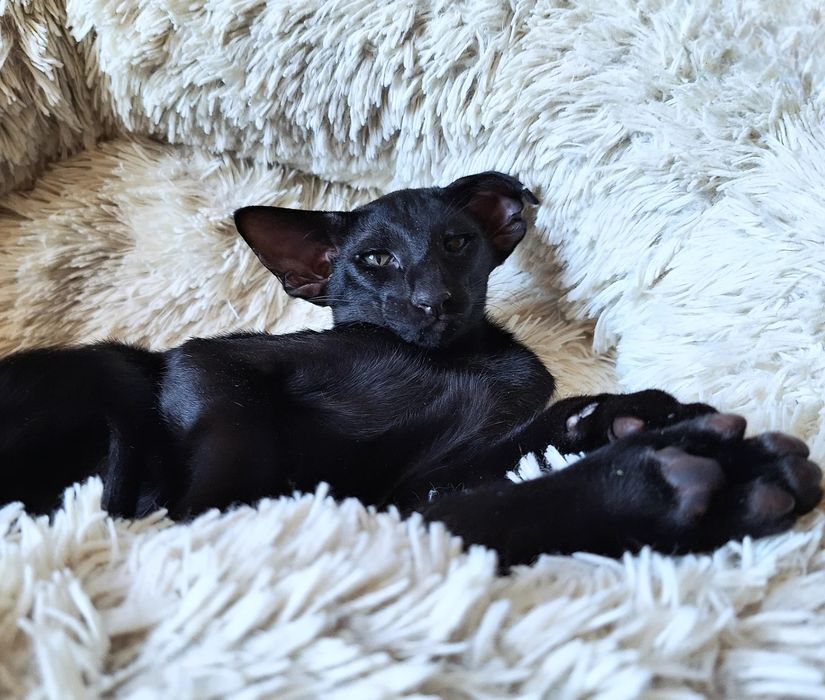 Детеныши Чужого))