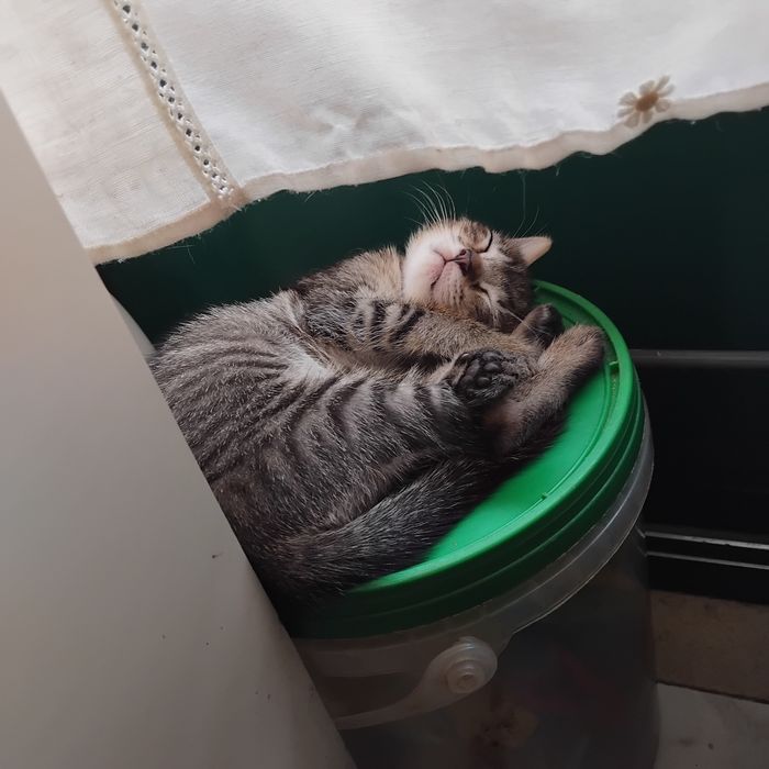 Gatinha fêmea para adoção responsável.