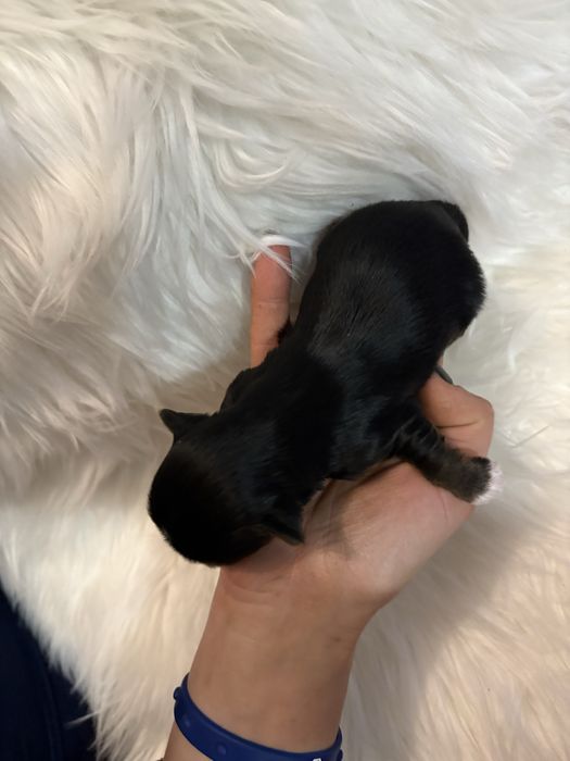 Do Rezerwacji Panda Yorkshire Terier Biewer