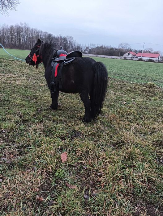 Sprzedam kucyka wałaszka