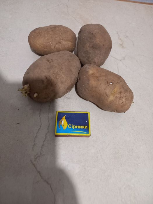 Домашня картопля