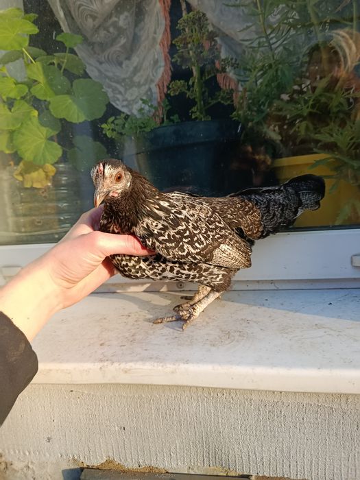 Лилипуты голошейные и обычные  инкубационное яйцо