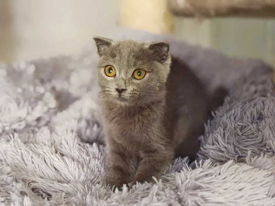 Кішечка, кішка, кошеня, ніжна Бренда (4 міс.)