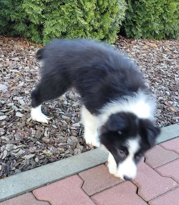 Border Collie suczka