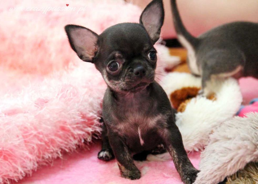 Mini sunia BIANCA Crazy Passion - chihuahua krótkowłosy