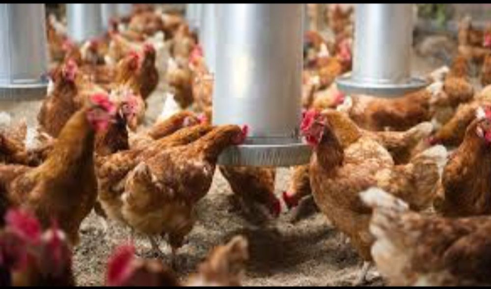 Курка несучка 12міс ломан браун