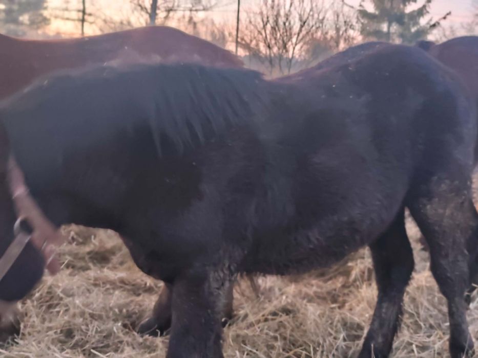 Sprzedam lub zamienię klacz z ogierkiem