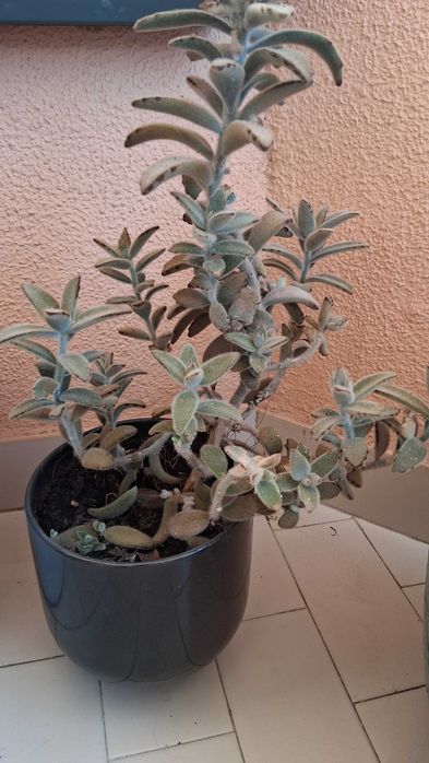 Vaso com cacto / planta