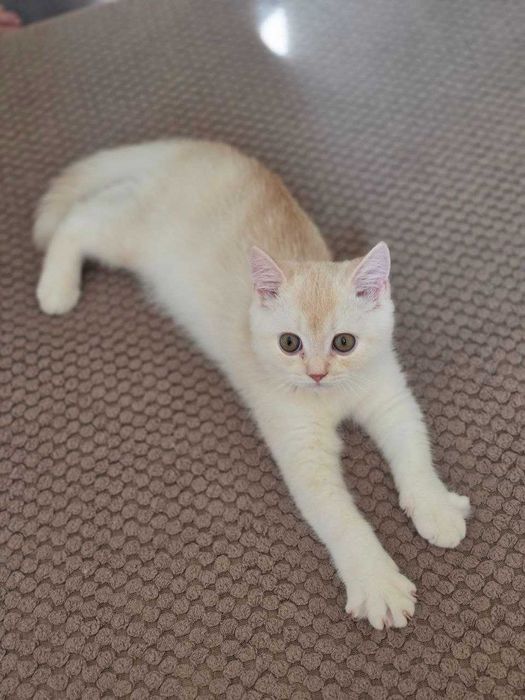 Шотландский котик