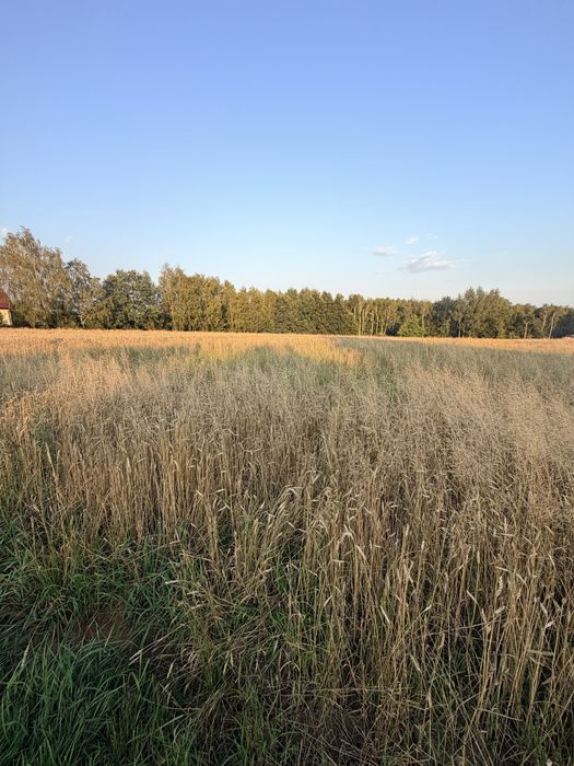 Działka rolno-budowlana 9190 m² Mszana k.Wodzislawia Śl.