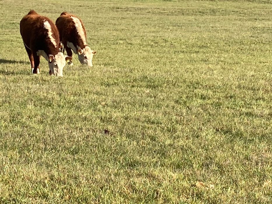 Atrakcyjna nieruchomość rolna 16,58 ha przy dr. kraj. 59 pod Giżyckiem