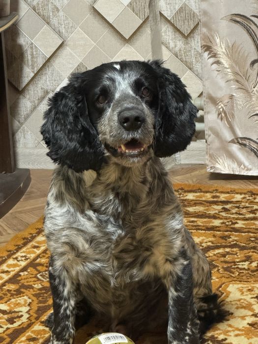 Хлопчик на случку