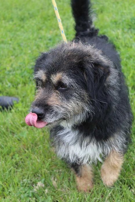 Lucyfer kocha człowieka , ale nie lubi psów - schronisko