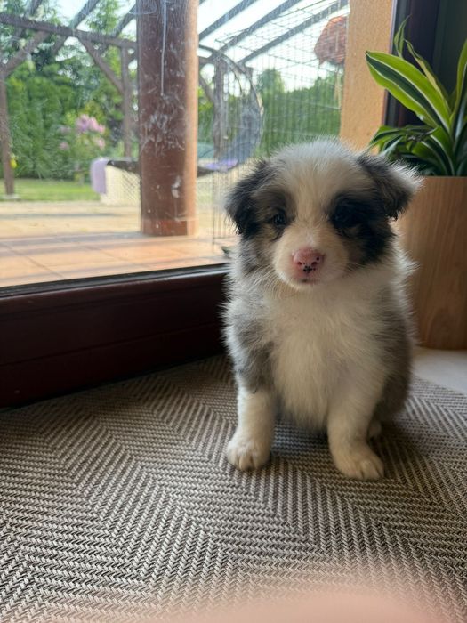Border collie szczeniaki ZKWP FCI ojciec seal merle cudne
