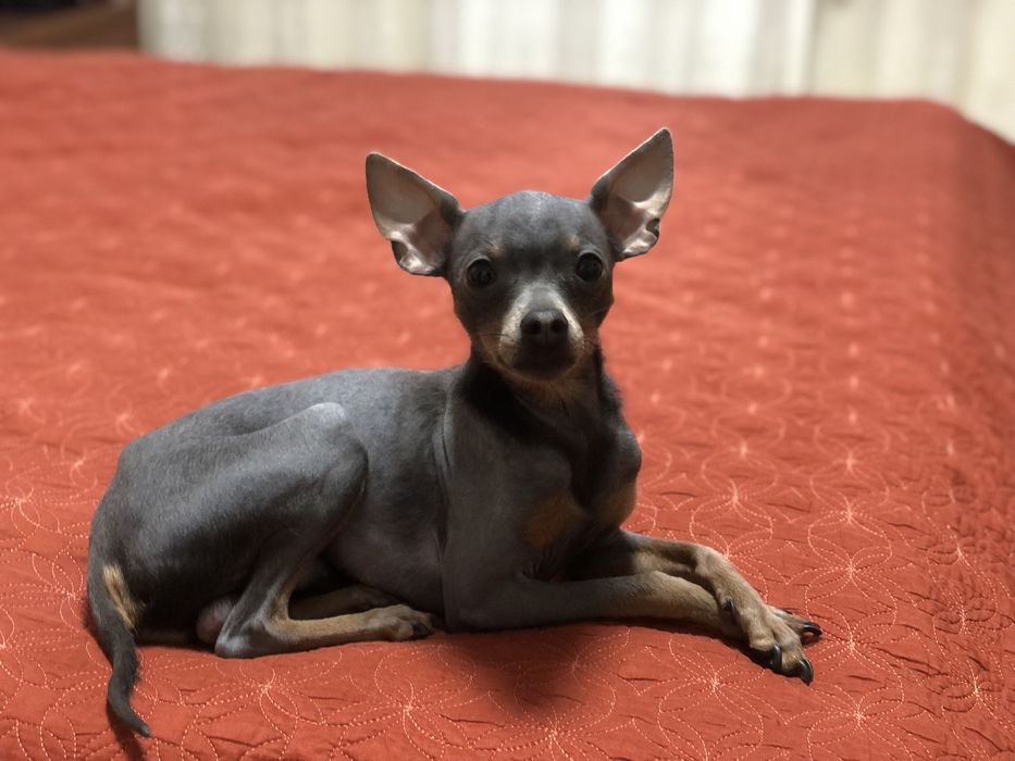 Вязка Міні Той терєр