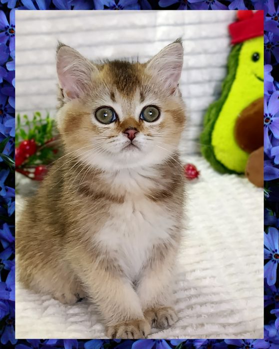 3-Роскошный мальчишка Золотая Шиншилла + Есть ещё  котята