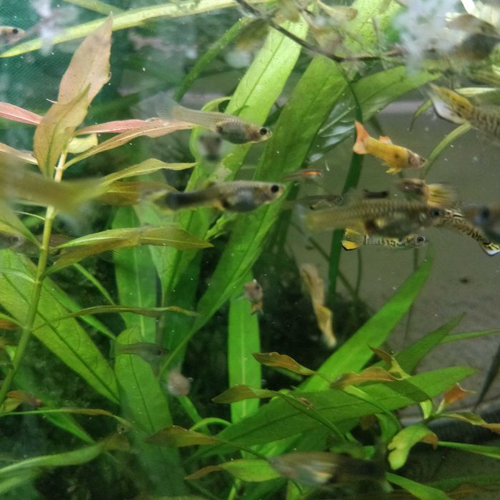 Gupiki narybek z własnej hodowli 3 cm