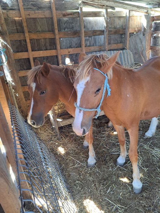 2 Garranas com 3 Anos