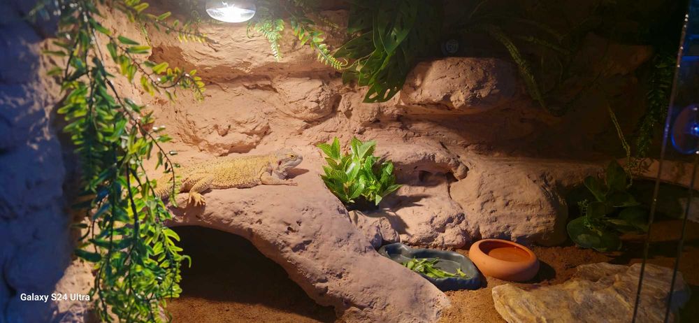 Agama brodata terrarium