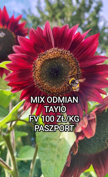 Słonecznik ozdobny nasiona paszport faktura